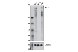 Cell Signaling Technology&nbsp;MLL3 D1S1V Rabbit mAb 100 ul