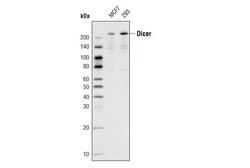 Cell Signaling Technology&nbsp;Dicer D38E7 Rabbit mAb 20 ul