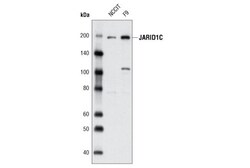 Cell Signaling Technology&nbsp;JARID1C D29B9 Rabbit mAb 20