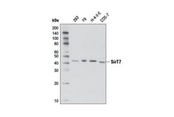 Cell Signaling Technology&nbsp;SirT7 D3K5A Rabbit mAb 100 u