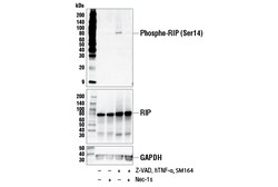 Cell Signaling Technology&nbsp;Phospho-RIP Ser14 E3E6Q Ra