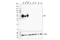 Cell Signaling Technology&nbsp;CD2 D5L3B Rabbit mAb 100 ul