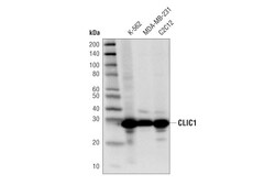 Cell Signaling Technology&nbsp;CLIC1 D7D6H Rabbit mAb 100 u