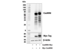 Cell Signaling Technology&nbsp;CasMINI 8H6-A8 Mouse mAb 100
