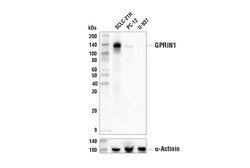Cell Signaling Technology&nbsp;GPRIN1 Antibody 100 ul