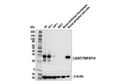 Cell Signaling Technology&nbsp;LIGHT/TNFSF14 E1Y2S Rabbit m