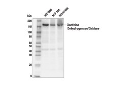 Cell Signaling Technology&nbsp;Xanthine Dehydrogenase/Oxidase