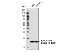 Cell Signaling Technology&nbsp;Di/Tri-Methyl-Histone H3 Lys9