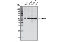 Cell Signaling Technology&nbsp;Dyskerin D6N4K Rabbit mAb 10