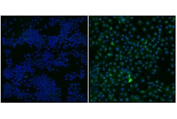 Cell Signaling Technology&nbsp;USP18 E9K4X Rabbit mAb 100 u