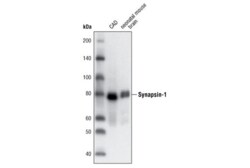 Cell Signaling Technology Synapsin-1 D12G5 XPR Rabbi
