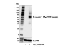Cell Signaling Technology&nbsp;Syndecan 1 E7S6T Rabbit mAb
