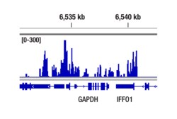 Cell Signaling Technology&nbsp;Donkey Anti-Mouse IgG HL An