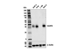 Cell Signaling Technology&nbsp;ULBP2 E9G2P Rabbit mAb 100 u