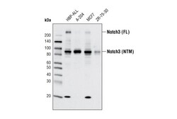 Cell Signaling Technology&nbsp;Notch3 D11B8 Rabbit mAb 20 u