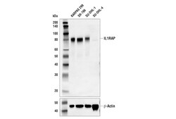 Cell Signaling Technology&nbsp;IL1RAP E6W2S Rabbit mAb 100
