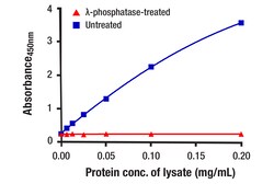 Cell Signaling Technology&nbsp;Phospho-YAP Ser127 Matched A