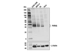 Cell Signaling Technology&nbsp;PVRIG Antibody 100 ul