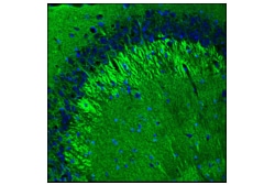 Cell Signaling Technology&nbsp;SNAP25 F5Z2D Rabbit mAb 100