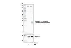 Cell Signaling Technology&nbsp;Phospho-14-3-3 zeta/delta Ser