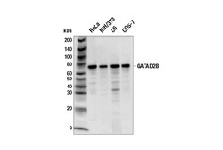 Cell Signaling Technology&nbsp;GATAD2B E2G4R Rabbit mAb 100