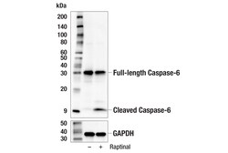 Cell Signaling Technology&nbsp;Caspase-6 E3U4J Rabbit mAb 1