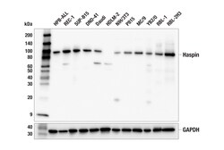 Cell Signaling Technology&nbsp;Haspin E7V4I Rabbit mAb 100