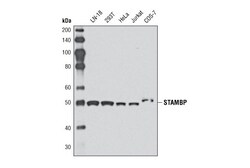 Cell Signaling Technology&nbsp;STAMBP Antibody 20 ul