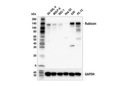 Cell Signaling Technology&nbsp;Rubicon F1E8X Rabbit mAb 100