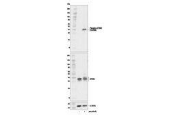 Cell Signaling Technology&nbsp;Innate Immunity Activation Ant