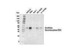 Cell Signaling Technology&nbsp;Ornithine Decarboxylase/ODC E