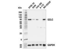 Cell Signaling Technology&nbsp;GCLC E2Y7D Rabbit mAb 100 ul
