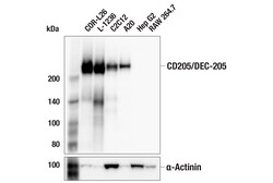Cell Signaling Technology&nbsp;CD205/DEC-205 F1N2F Rabbit m