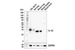 Cell Signaling Technology&nbsp;IL-33 F7H4J Rabbit mAb 100 u