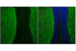 Cell Signaling Technology&nbsp;EAAT1 F8N7H Mouse mAb 100 ul