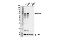 Cell Signaling Technology&nbsp;FAM129C F3U8Q Rabbit mAb 100