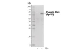 Cell Signaling Technology&nbsp;Phospho-Stat3 Tyr705 D3A7