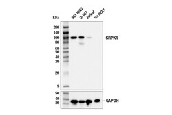 Cell Signaling Technology&nbsp;SRPK1 E7J5U Rabbit mAb 100 u