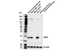 Cell Signaling Technology&nbsp;NKG7 E9L8J Rabbit mAb 100 ul