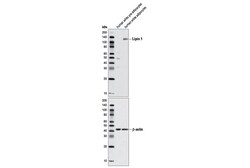 Cell Signaling Technology&nbsp;Lipin 1 Antibody 20 ul