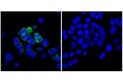 Cell Signaling Technology CD133 D2V8Q XPR Rabbit mAb