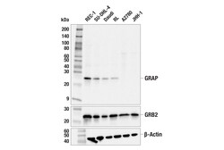 Cell Signaling Technology&nbsp;GRAP F9U7T Rabbit mAb 100 ul
