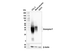 Cell Signaling Technology&nbsp;Granzyme F E2U7L Rabbit mAb