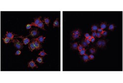 Cell Signaling Technology Phospho-STING Ser365 D1C4T