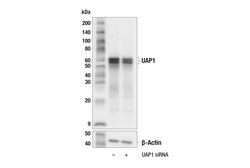 Cell Signaling Technology&nbsp;UAP1 F5K2U Rabbit mAb 100 ul