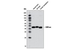 Cell Signaling Technology CNPase D83E10 XPR Rabbit m