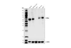 Cell Signaling Technology&nbsp;N-Myc D4B2Y Rabbit mAb 20 ul