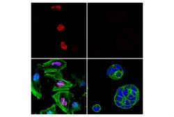 Cell Signaling Technology c-Jun 60A8 Rabbit mAb Alexa