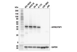 Cell Signaling Technology&nbsp;AIFM2/FSP1 F7A3L Rabbit mAb