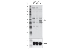 Cell Signaling Technology&nbsp;EED Antibody 100 ul